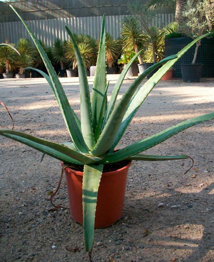 Aloe Vera Pura